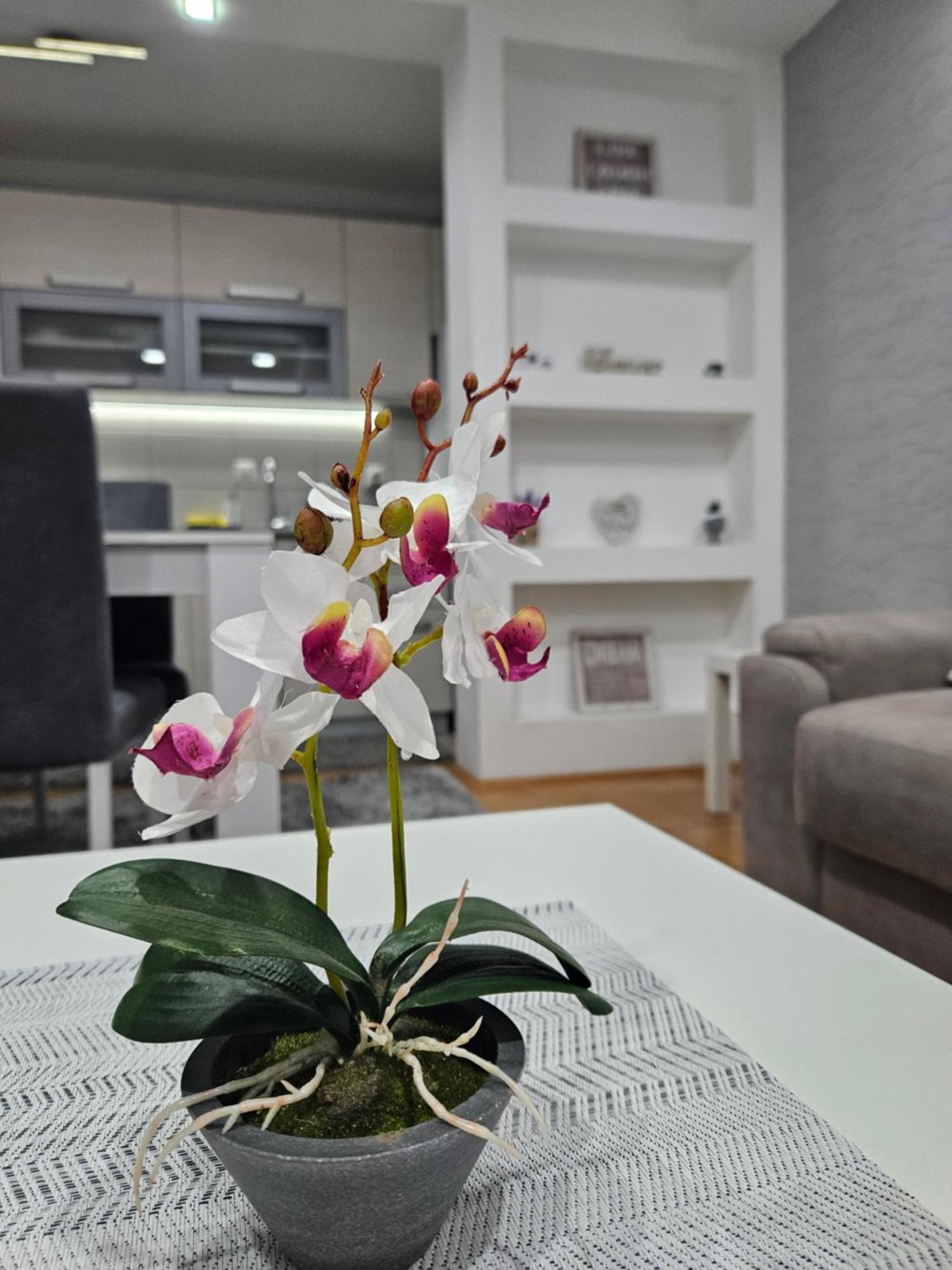 Apartman Vukota Пірот Екстер'єр фото